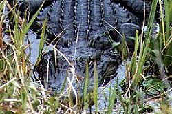 Corkscrew Swamp Sanctuary Naples, Florida