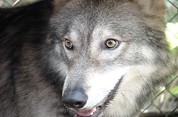 Shy Wolf Sanctuary - Naples, Florida