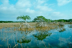 Ten Thousand Islands National Wildlife Refuge Naples, Florida