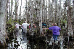Big Cypress National Preserve - Ochopee, Florida