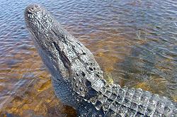Everglades National Park - Naples, Florida