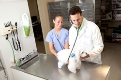 Bayridge Veterinary Hospital Naples, Florida