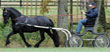 Minker Friesians