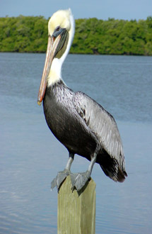 Naples Florida