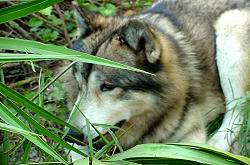 Shy Wolf Sanctuary Naples, Florida