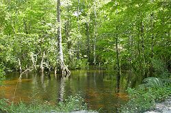 Fakahatchee Strand Preserve State Park Copeland, Florida