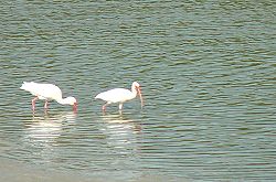 Rookery Bay Reserve Naples, Florida