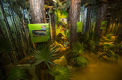 Conservancy of Southwest Florida Dalton Discovery Center and the John & Carol Walter Discovery Wing Naples, Florida