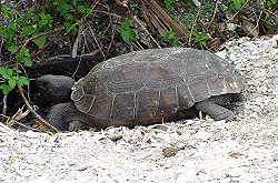 Barefoot Beach Preserve County Park Bonita Springs, Florida