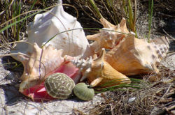 The Blue Mussel - Naples, Florida