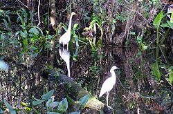 Friends of Fakahatchee Everglades City, Florida