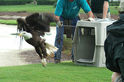 von Arx Wildlife Hospital - Conservancy of Southwest Florida - Naples, Florida