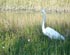 Naples Florida wildlife at dusk, and it is time to dine