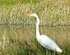 Naples Florida wildlife at dusk, and it is time to dine!