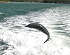 A dolphin plays in Naples Bay<br>Photo Courtesy David A. Greer