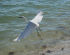 An egret in flight over Clam Pass<br>
<i>Photo Courtesy Daniel Diekneite</i>