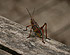Lubber Grasshopper Corkscrew Swamp Sanctuary<br>
<i>Photo Courtesy Mark J R Young</i>