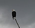 Bald eagle resting on a tree on the Naples Bay<br>
<i>Photo Courtesy Mark J R Young</i>